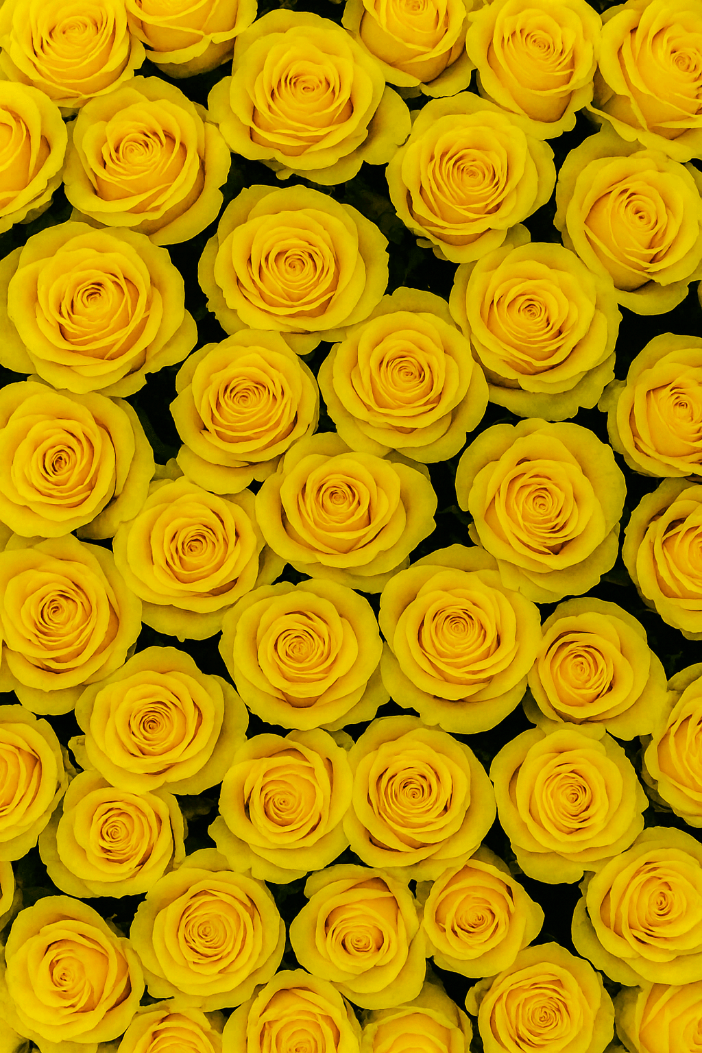 Pattern of yellow roses on a black background