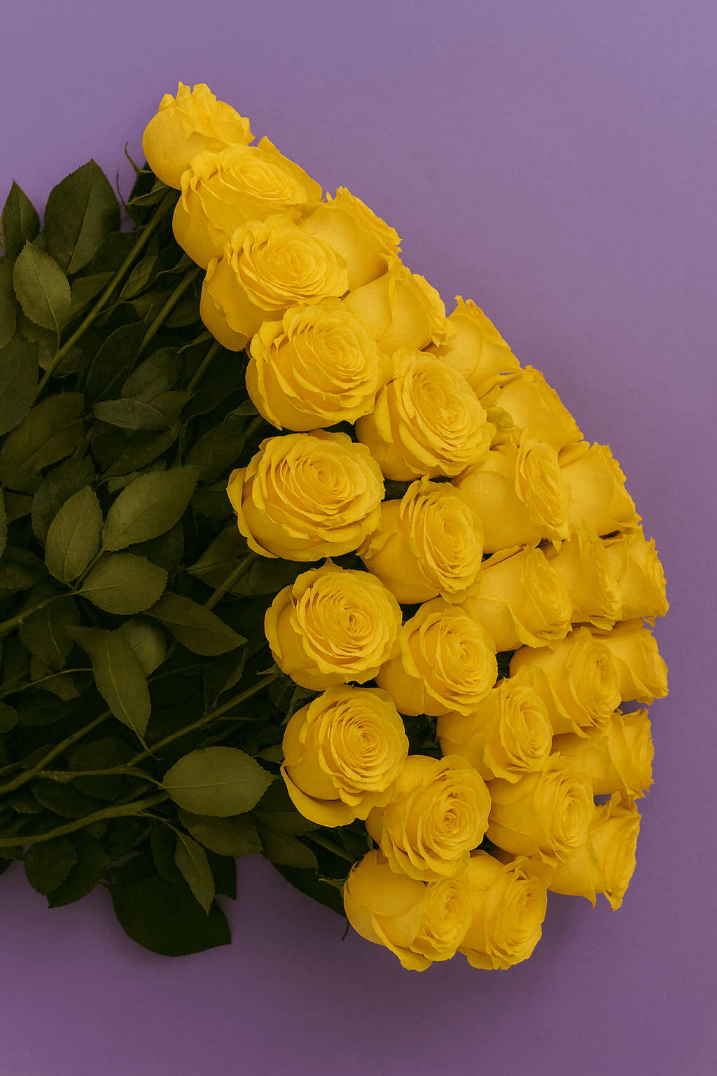 Bouquet of yellow roses with green leaves on a purple background