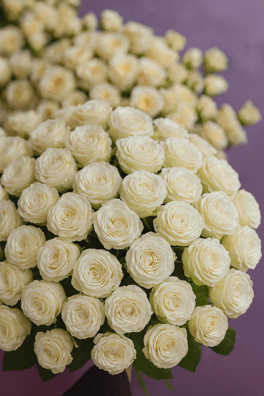 Bouquet of white roses on a purple background