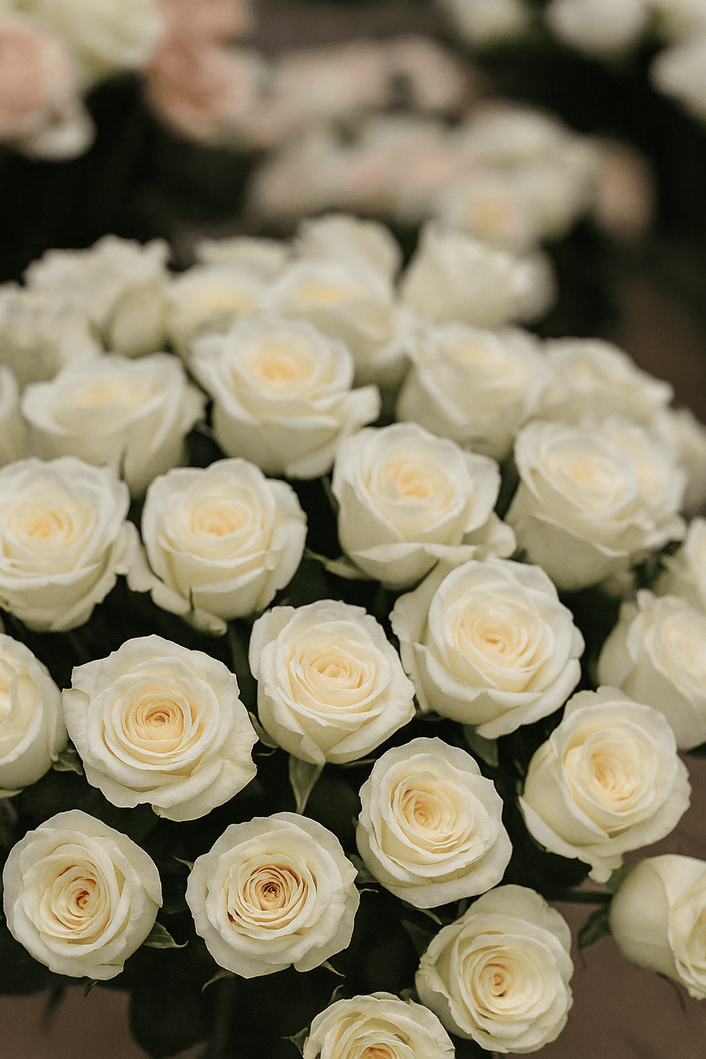Close-up of a bouquet of white roses with a blurred background