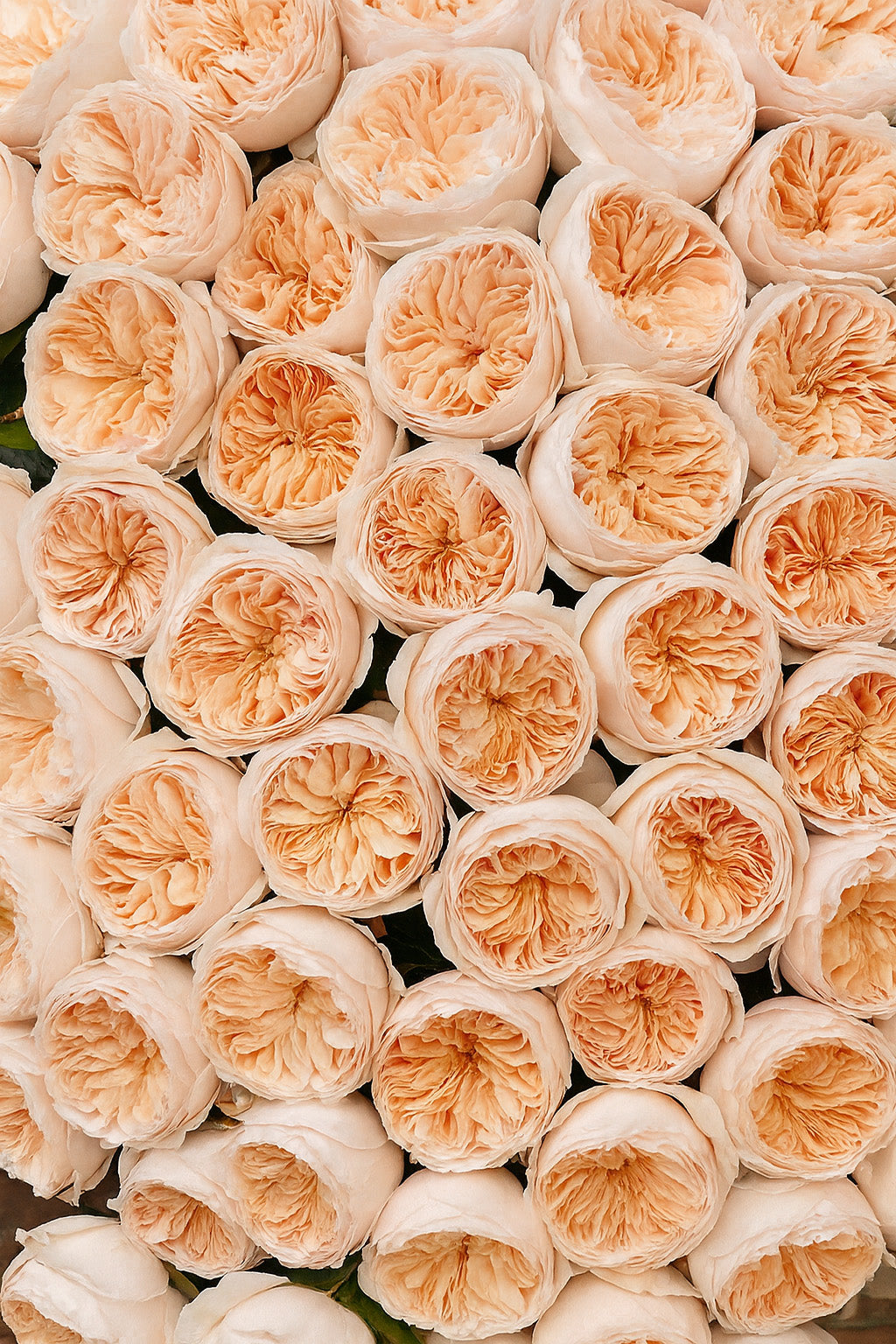 Close-up of a bouquet of peach-colored roses.
