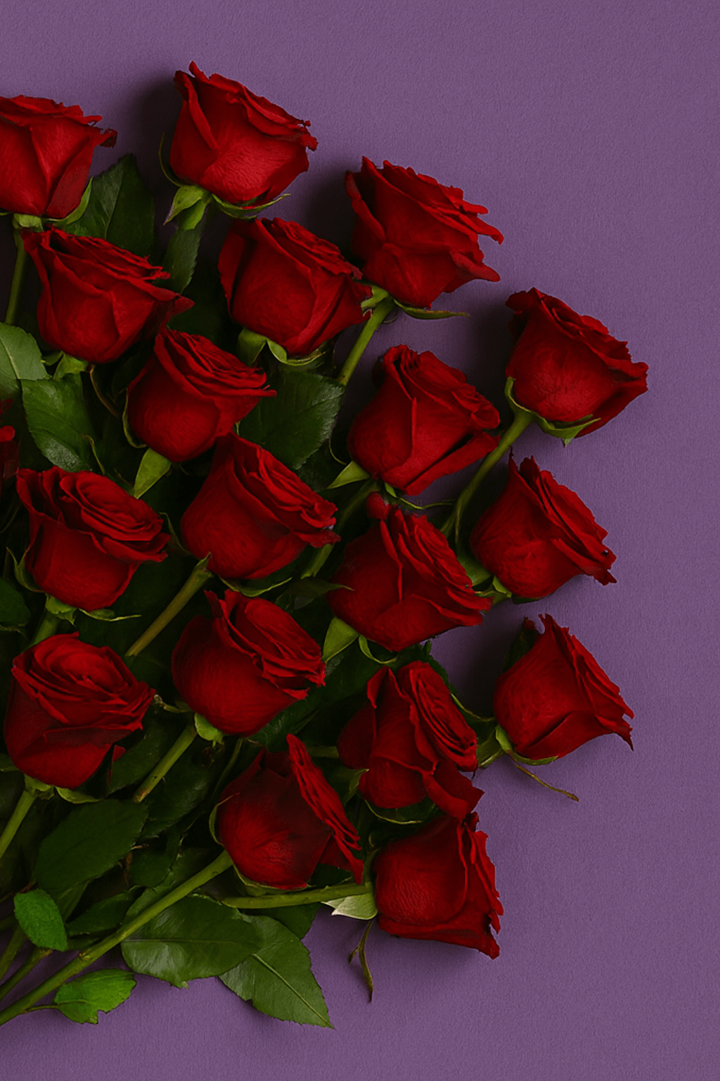 Bouquet of red roses on a purple background